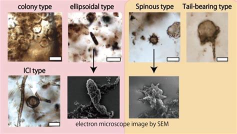 New Types Of Microfossils Show How And When Complex Cells Evolved