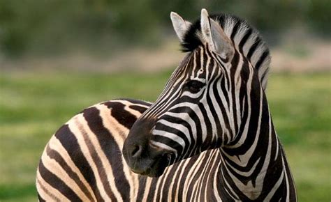 Black and White Zebra - Colors Photo (34704924) - Fanpop