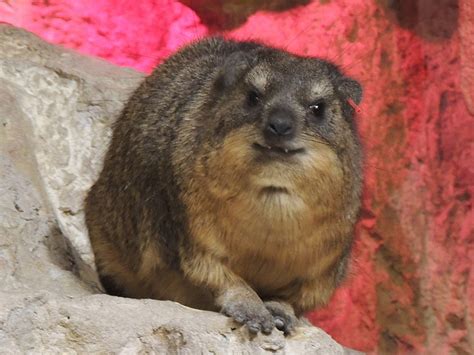 Hyrax - Rock Hyrax Info - Photo 2