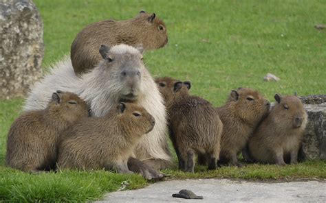 Capybara Family - MyConfinedSpace