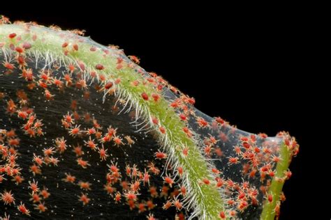 Red Spider Mites On Tomato Plants