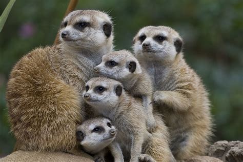 Meerkat family | Flickr - Photo Sharing!