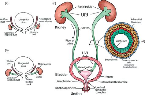 Figure 1 from Lower urinary tract development and disease. | Semantic ...