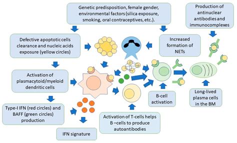 Advances in the Pathogenesis and Treatment of Systemic Lupus Erythematosus