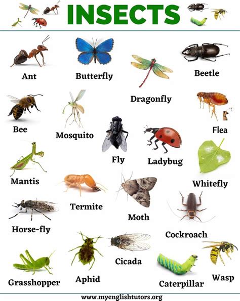 Insects: List of 20 Names of Insects in English | Learning english for ...