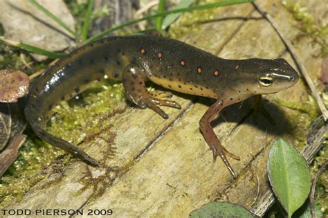 Eastern Newt (Reptiles and Amphibians of Natchez Trace Parkway ...