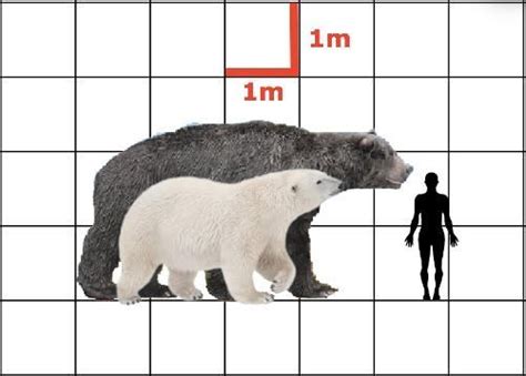 Arctotherium angustidens and Polar Bear size comparison, with average ...