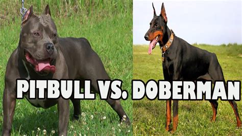 PITBULL VS DOBERMAN FIGHT | Pitbull Dog vs Doberman - YouTube