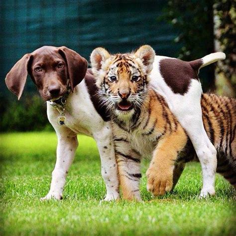 This Puppy Was In For A Surprise When This Tiger Cub Came Up To Him ...