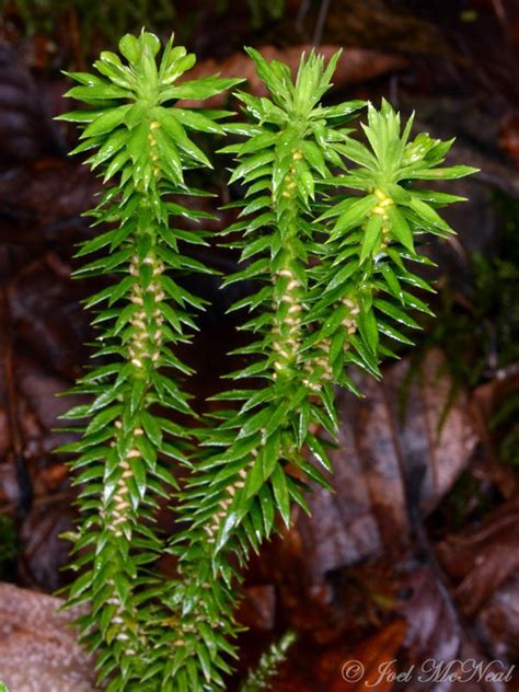 50 Shining Club Moss Spores - Groundcover - Fern Spores