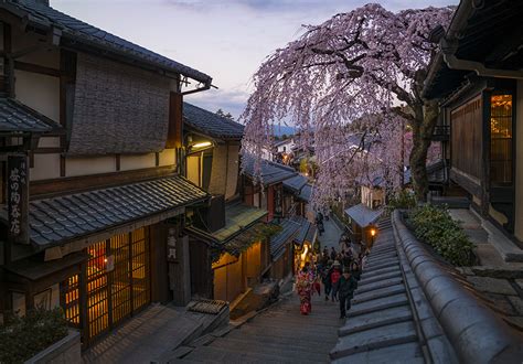 Kyoto Cherry Blossom Guide & Sakura Viewing Tips - Travel Caffeine