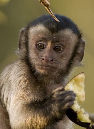 Brown Capuchin Monkeys | Living links