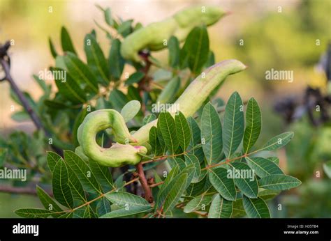 Fruit, beans turpentine tree, terebinth, Pistacia terebinthus ...