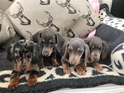 Isabella dachshund puppies | in Houghton Le Spring, Tyne and Wear | Gumtree