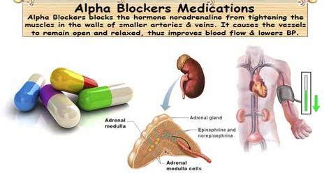 Alpha-Adrenergic Blockers blocks the hormone noradrenaline from ...