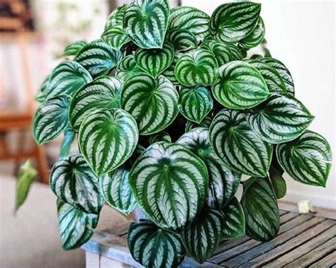 8 Care Tips for the Beautiful Watermelon Peperomia Plant - Dengarden