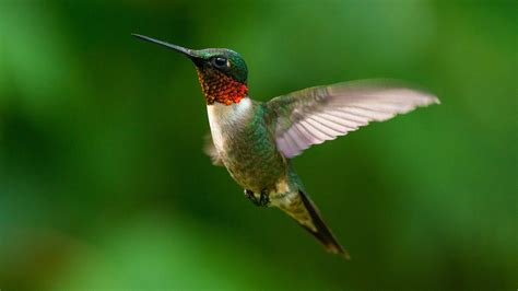 Ruby-Throated Hummingbird Migration