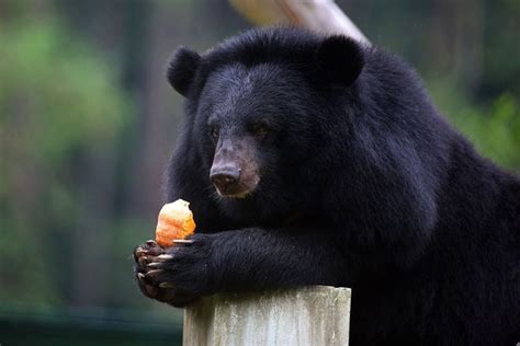 Moon Bears Rescued From Bile Farm