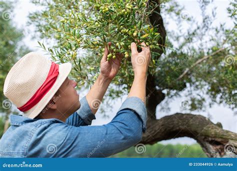 Farmer Checking Olive Tree during Harvesting Season Stock Photo - Image ...