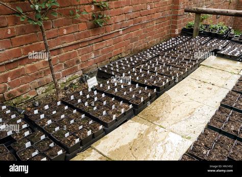 Black plant propagation trays of seedlings at nursery Stock Photo - Alamy