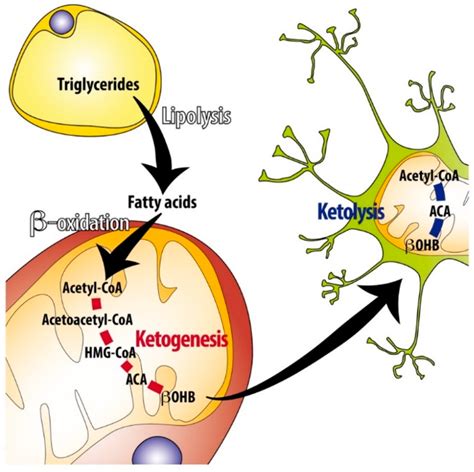 Overview of ketogenesis and ketolysis. During fasting or prolonged ...