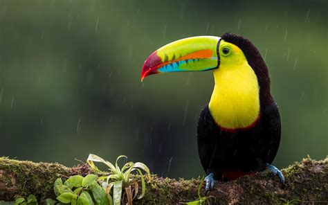 Toucan Bird Wallpapers - Wallpaper Cave