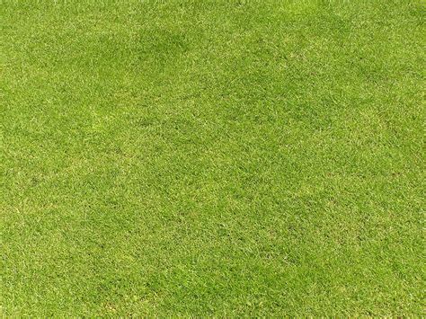 Grass texture, photos, #1154152 - FreeImages.com