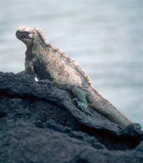 Marine Iguanas - Amblyrhynchus cristatus - Galapagos