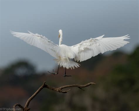 Egret Feathers And A Landing | TPJphoto.net