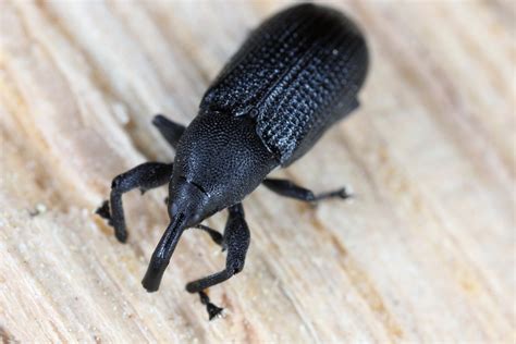 Weevils: Where They Come From, What They Eat, and More