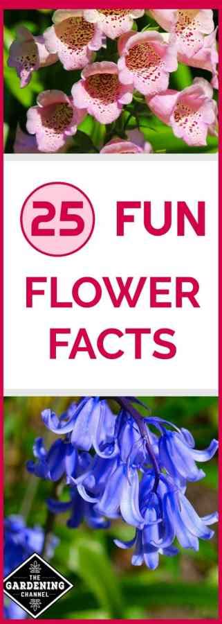 25 Fun Facts About Flowers - Gardening Channel