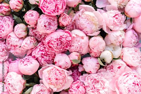 Floral carpet or Wallpaper. Background of pink peonies. Morning light ...