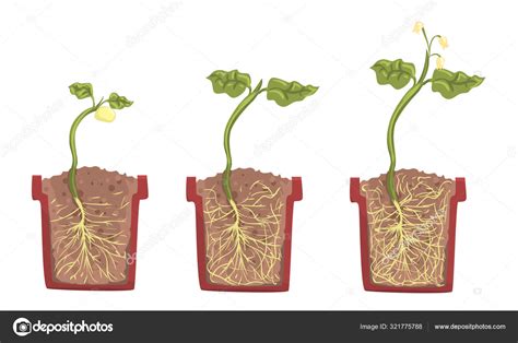 Stages of sprout growth in a clay pot with soil. Vector illustration ...