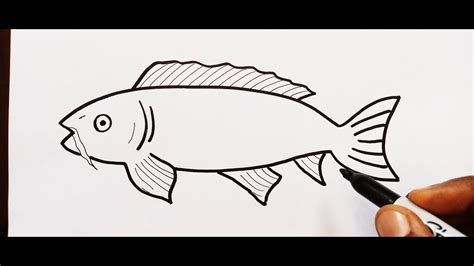 How to draw a Carp step by step - YouTube