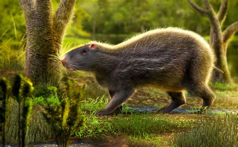 Giant rat the size of a human roamed Earth 10m years ago