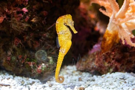 Exploring the Enchanting World of the Seahorse Habitat - Interesting ...