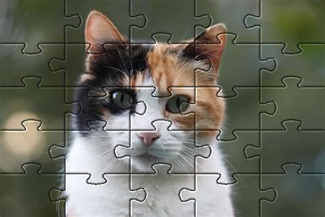 Cat Picture Jigsaw Puzzles - Free Online Puzzle Game - Cats