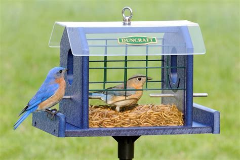 Duncraft.com: Bluebird Haven Feeder | Bird feeders, Blue bird, Bird ...