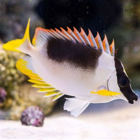 Magnificent Foxface For Sale - Best Quality Imported Marine Aquarium Fish