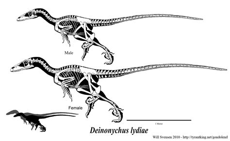 theropod - deinonychus | Skeleton drawings, Dinosaur drawing, Dinosaur art