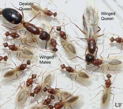 Flying Ants vs. Termites: what's the difference? - Massey Services, Inc.