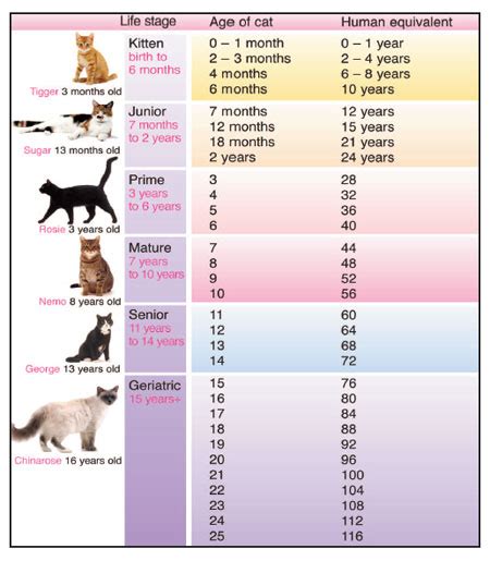 Kitten Teeth Age Chart