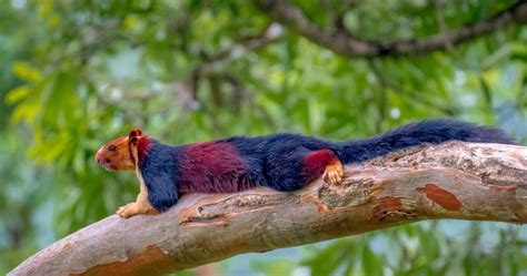 The Indian Giant Squirrel | Critter Science