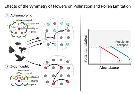 Pollination of Species with Non-specialized Actinomorphic Flowers vs ...