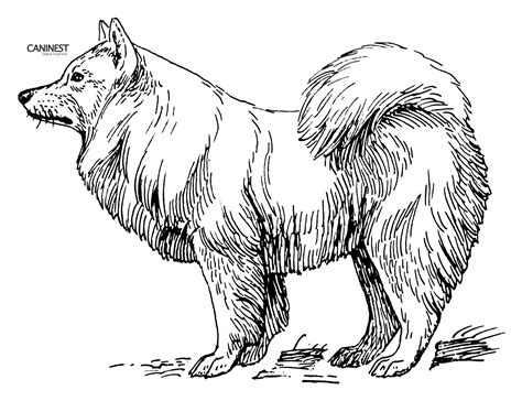 Gambar Samoyed Coloring Pages Free Dog Breeds di Rebanas - Rebanas