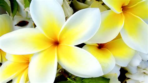 Tropical Flower Wallpaper - WallpaperSafari