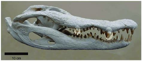 Skull and jaws of a wild adult American alligator (Alligator ...