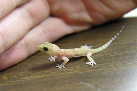 Translucent baby gecko | Baby leopard, Gecko, Baby animals