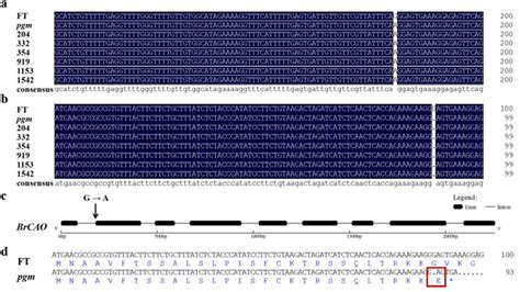 Sequence alignment and gene structure. (a) DNA sequence alignment of ...