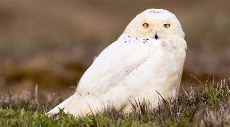 Alaska Magazine | Snowy Owls are Missing on Alaska's North Slope